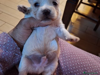 Maltese cani Maltese cucciolo con pedigree Enci - Annuncio 36