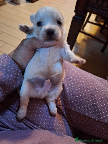 Maltese cani - Annuncio 10