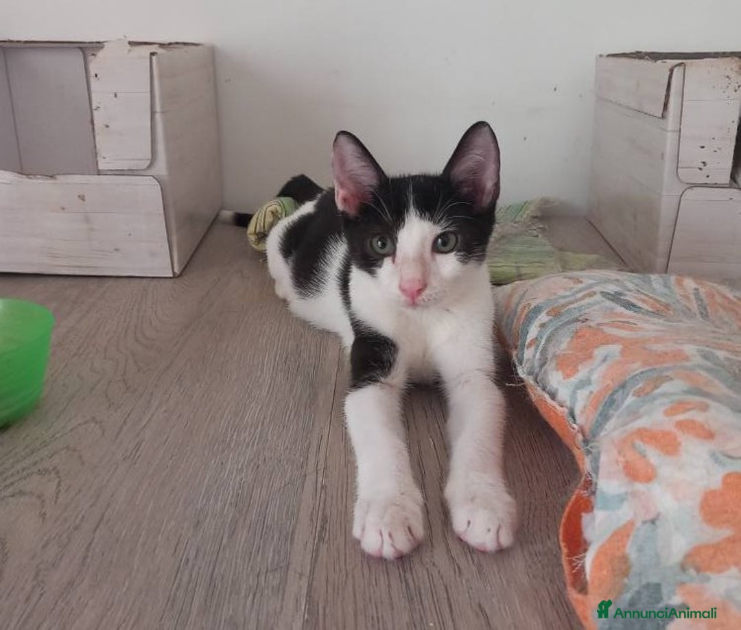 Europeo gatti in regalo: LUPIN, dolce micino da adottare! - Annuncio 6