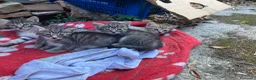 Meticcio gatti in regalo: 4 bellissimi micetti di circa due mesi  - Annuncio 7