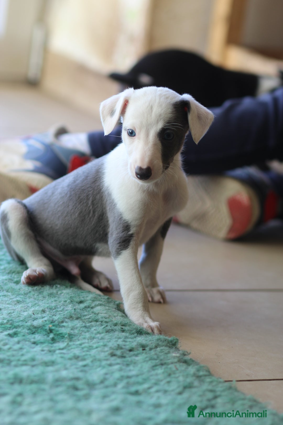 Whippet cani in vendita: Cuccioli di whippet  - Annuncio 3