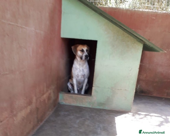 Meticcio cani Whisky cucciolone dolcissimo cerca casa  a Roma - Annuncio 5