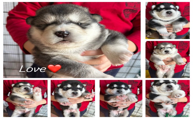 Alaskan Malamute cani a Provincia dell'Aquila - Annuncio 1