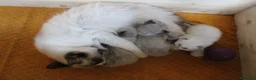 Ragdoll gatti in vendita: Ragdoll cucciolo splendido Lilac con pedigree. - Annuncio 2