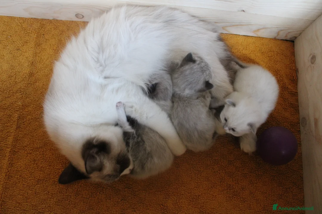 Ragdoll gatti in vendita: Ragdoll cucciolo splendido Lilac con pedigree. - Annuncio 2