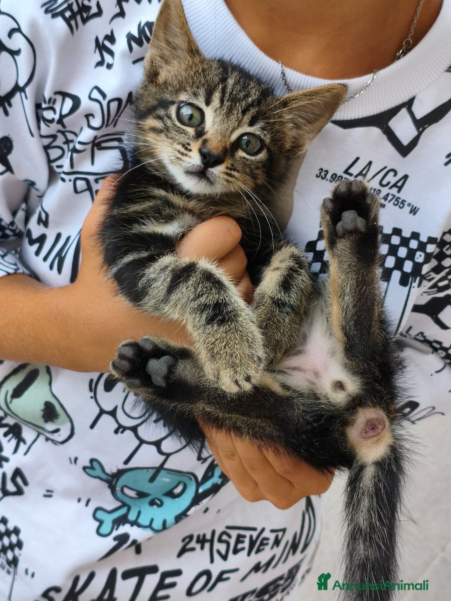 Meticcio gatti Ultimo gattino - Annuncio 3