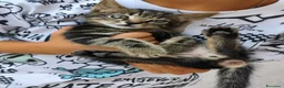 Meticcio gatti in regalo: Ultimo gattino a Provincia di Fermo - Annuncio 1