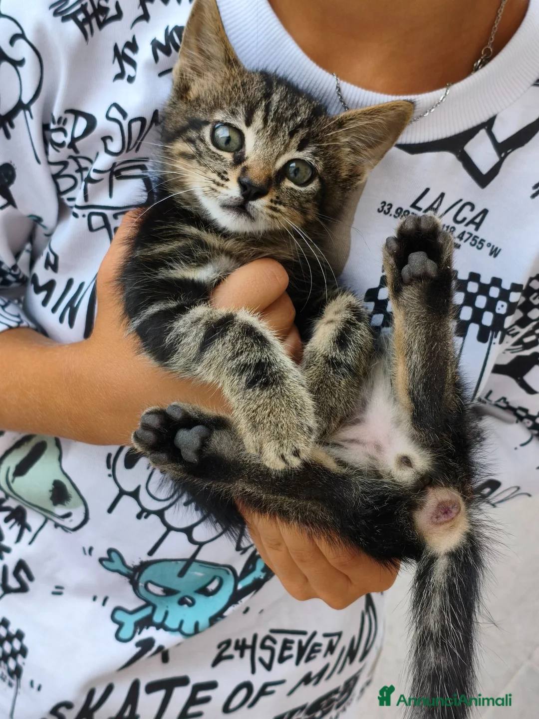 Meticcio gatti in regalo: Ultimo gattino a Provincia di Fermo - Annuncio 1
