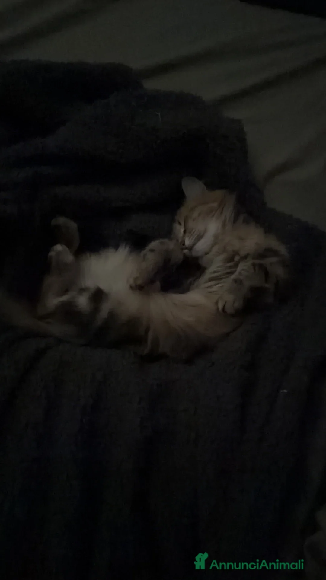 Siberiano gatti per accoppiamento: Freya Cerca fidanzato con pedigree [2 anni e mezz] - Annuncio 9