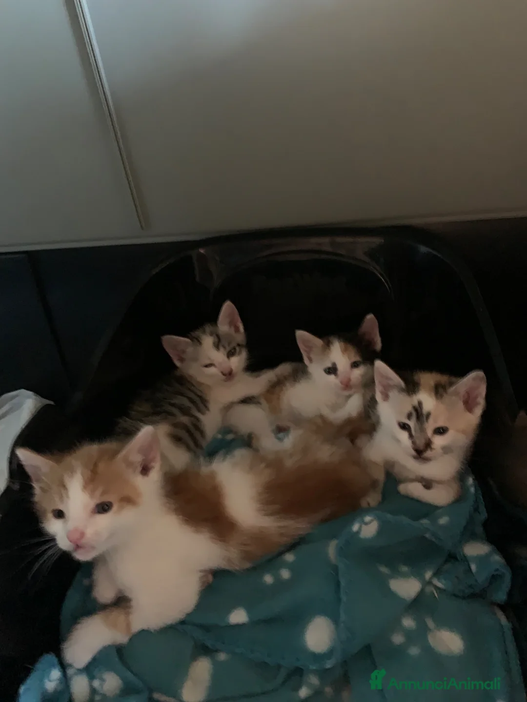Europeo gatti in regalo: Gattini in regalo  - Annuncio 2