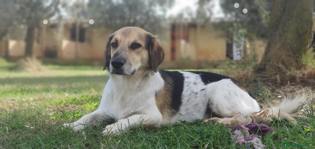 Meticcio cani in regalo: RAOUL la bonta a quattro zampette a Pomezia - Annuncio 7