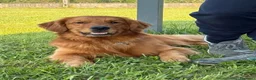 Golden Retriever cani in vendita: Golden retriever con pedigree ENCI  - Annuncio 12