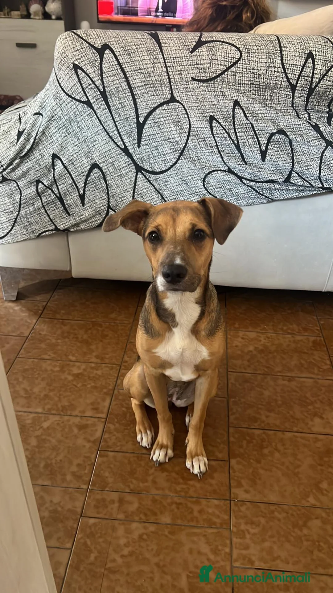 Meticcio cani in regalo: Cane Femmina di 1 anno e mezzo - Annuncio 1