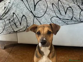 Meticcio cani Cane Femmina di 1 anno e mezzo - Annuncio 14