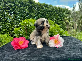 Maltipoo cani Barboncino Maltipoo Lhasa Apso Tre Quarti di Luna - Annuncio 4
