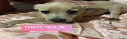 Meticcio cani in regalo: BRICIOLA E BRISCOLA taglia piccola adozione - Annuncio 3