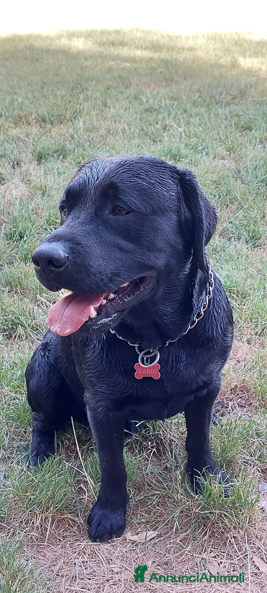 Labrador cani per accoppiamento: Accoppiamento a Provincia di Perugia - Annuncio 12
