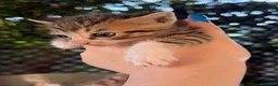 Meticcio gatti in regalo: Regalo gattini - Annuncio 6