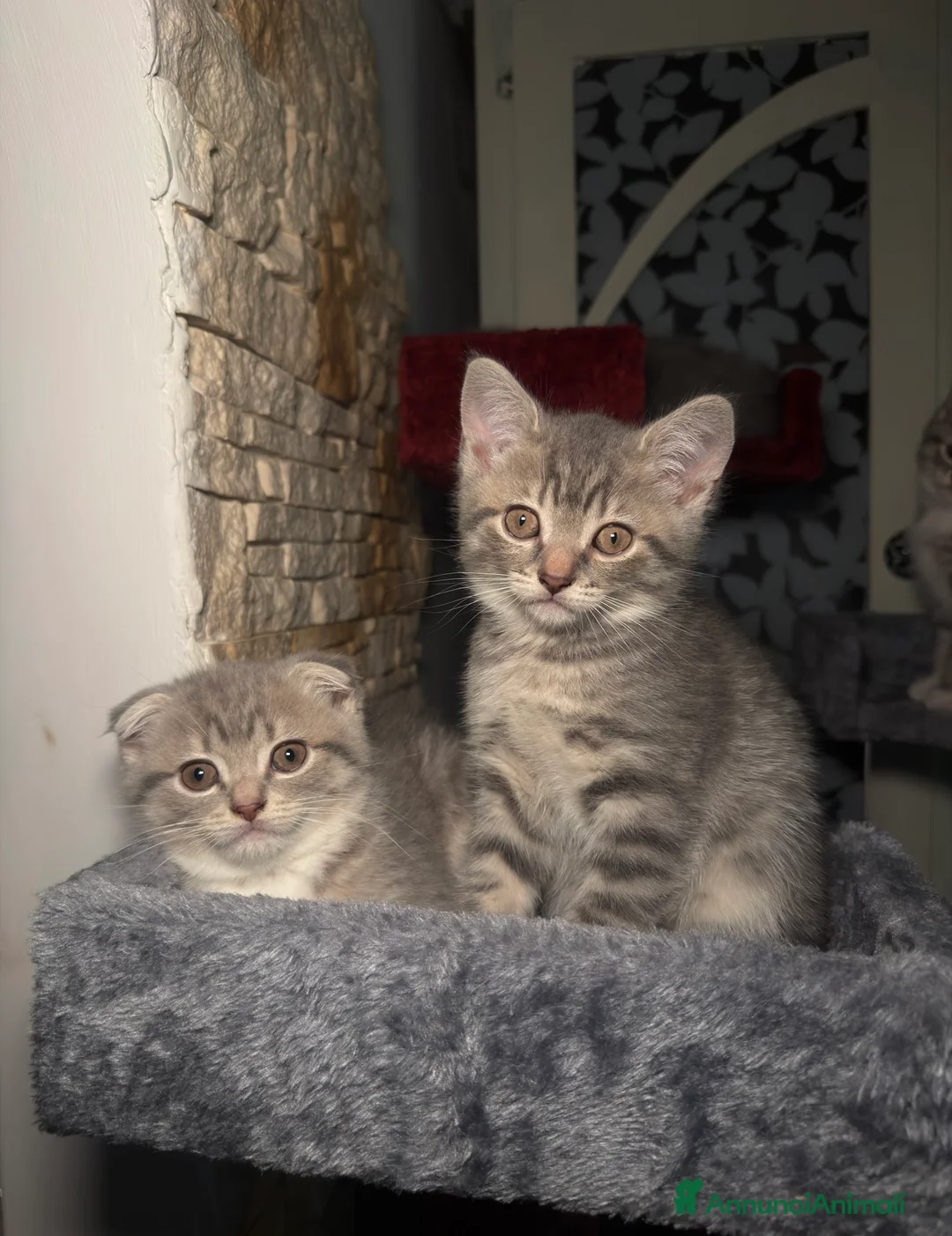 Scottish gatti in vendita: Gattini Scottish Fold & Straight  - Annuncio 1