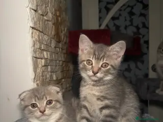 Scottish gatti Gattini Scottish Fold & Straight - Annuncio 3