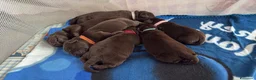 Labrador cani in vendita: Cuccioli Labrador Retriver Chocolate - Annuncio 2