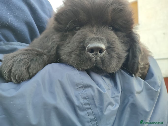 Immagine della galleria {{count}}