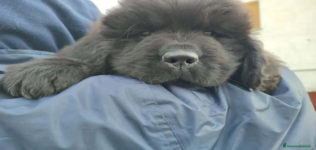 Immagine della galleria {{count}}