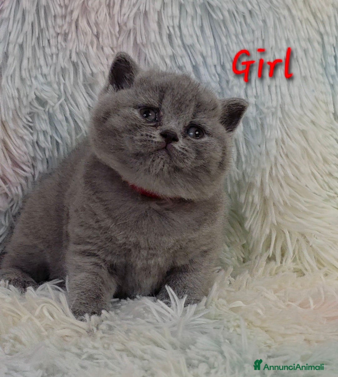 British gatti in vendita: Cucciole British shorthair  - Annuncio 16