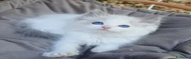 Ragdoll 4