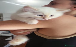 Siberiano gatti in vendita: Gatto siberiano anallergico con pedigree  a Ente di decentramento regionale di Udine - Immagine 6