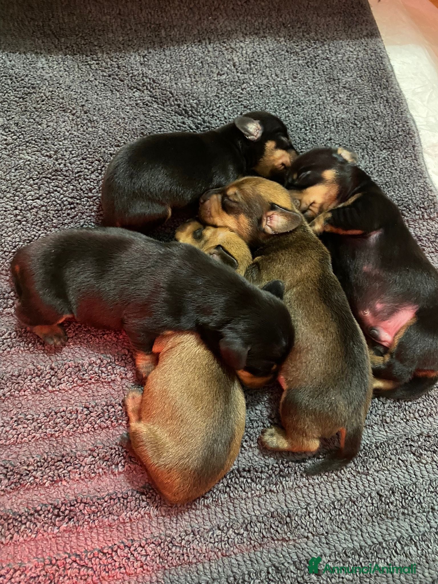 Bassotto cani Bassotto - Annuncio 2