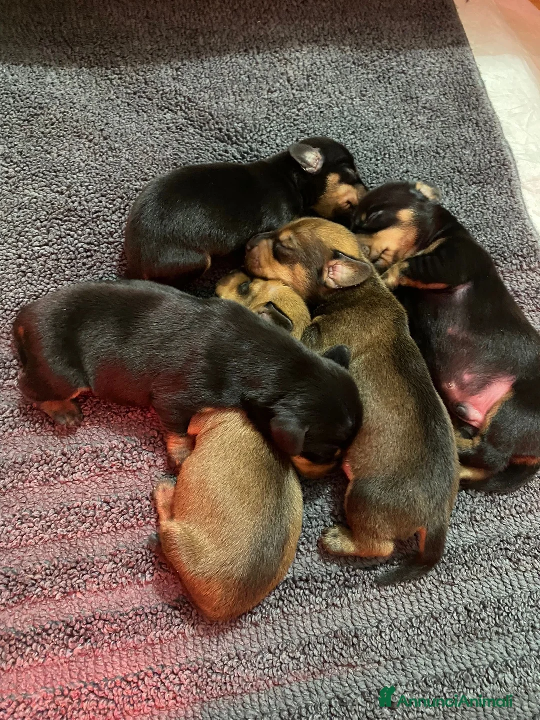 Bassotto cani in vendita: Bassotto - Annuncio 2