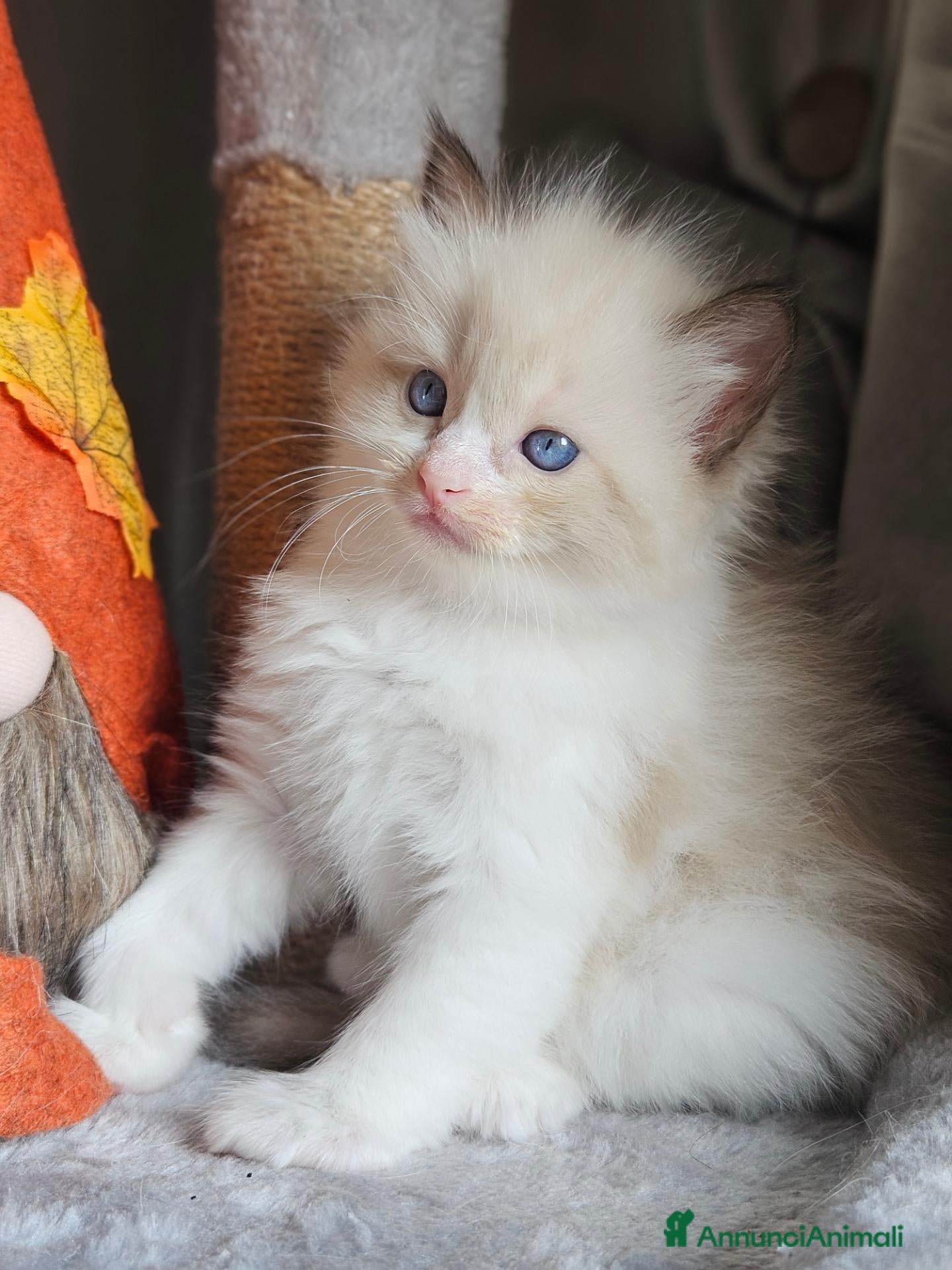Ragdoll gatti Meravigliosa cucciolata Ragdoll - Annuncio 11