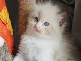 Ragdoll gatti Meravigliosa cucciolata Ragdoll - Annuncio 11
