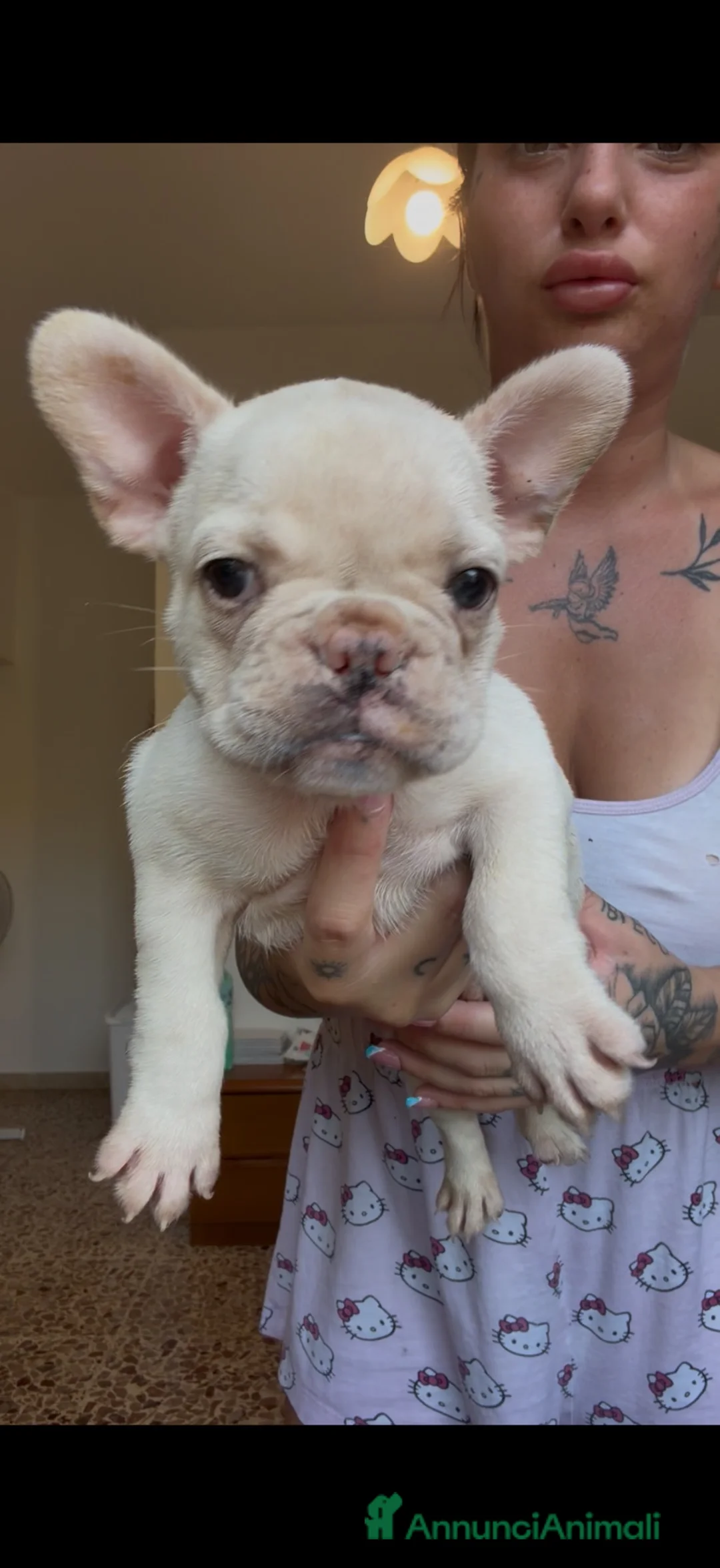 Bulldog Francese cani in vendita: Bulldog francese  - Annuncio 2