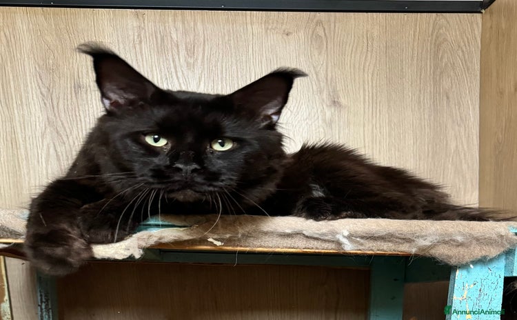 Maine Coon gatti a Provincia di Biella - Annuncio 6