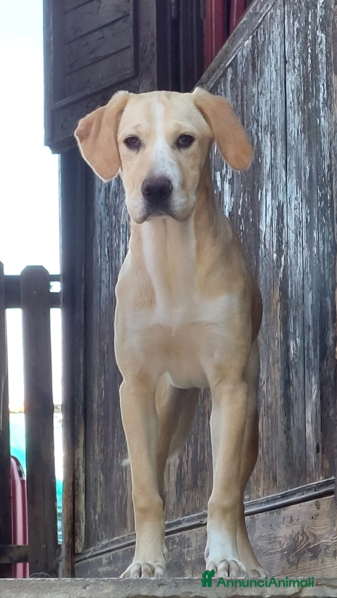 Meticcio cani in regalo: Femmina,6mesi,salvata da futuro indegno. PAVIA - Annuncio 1