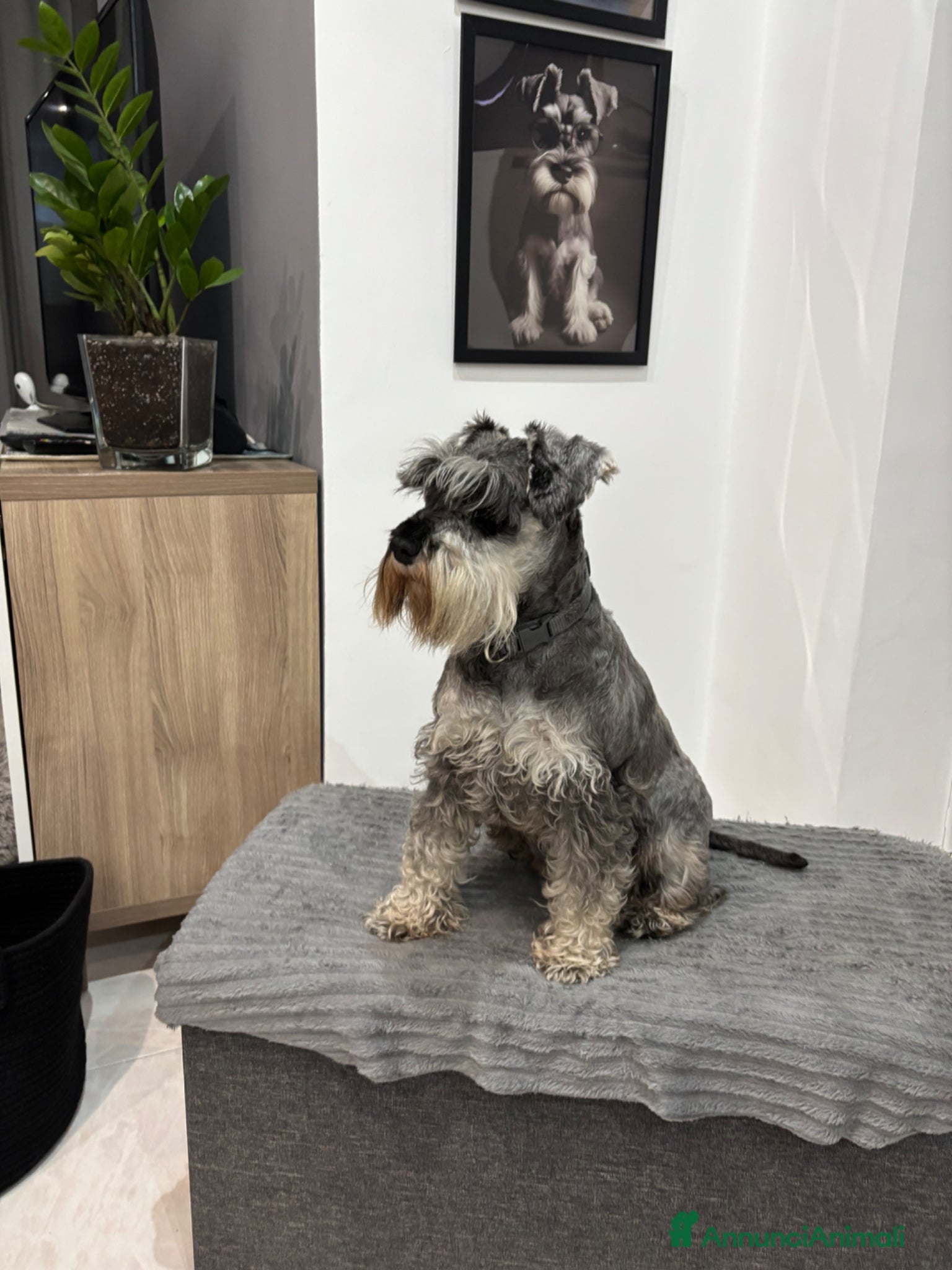 Mini Schnauzer cani Schnauzer nano  - Annuncio 1