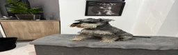 Mini Schnauzer cani in vendita: Schnauzer nano  a Città Metropolitana di Napoli - Annuncio 1