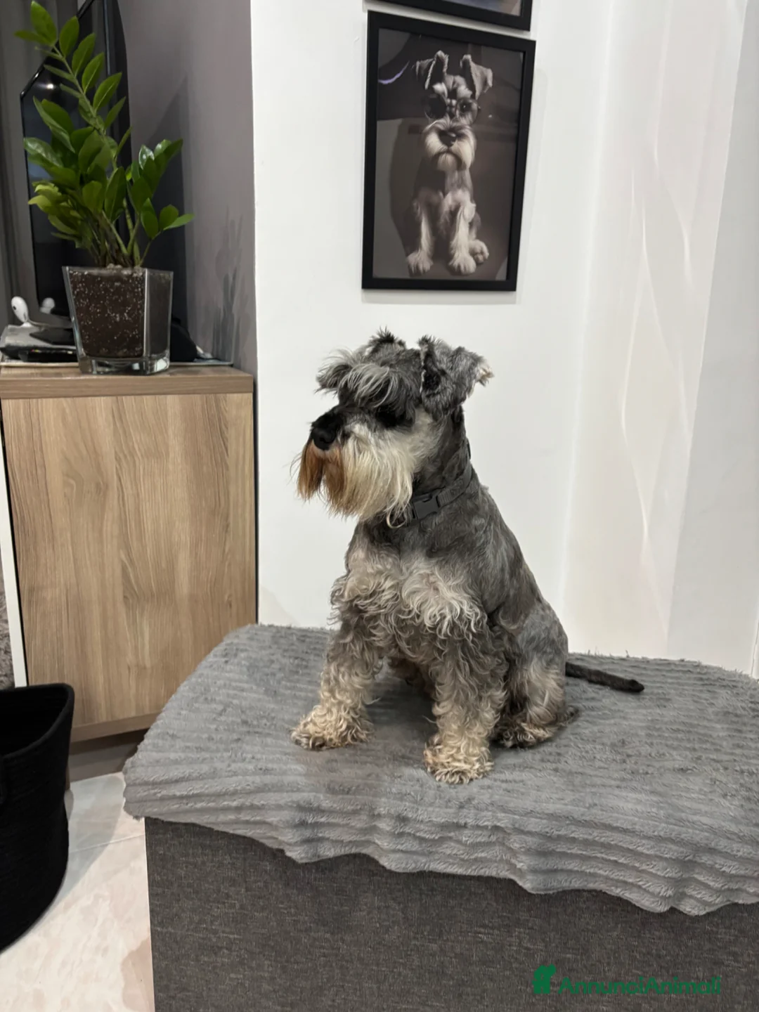 Mini Schnauzer cani in vendita: Schnauzer nano  a Città Metropolitana di Napoli - Annuncio 1