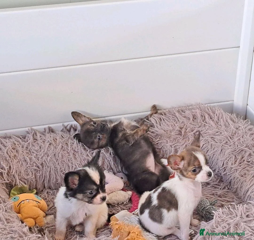 Chihuahua cani in vendita: Bellissimi cuccioli di chihuahua a Città Metropolitana di Napoli - Annuncio 5