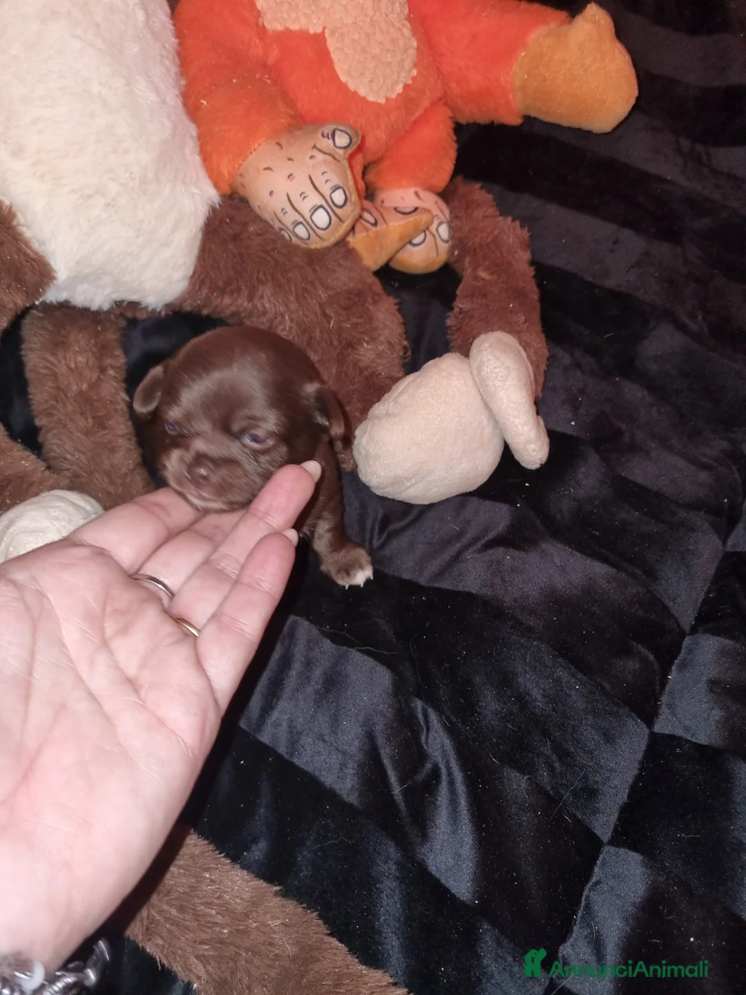 Chihuahua cani in vendita: Cuccioli di chihuahua toy  - Annuncio 2