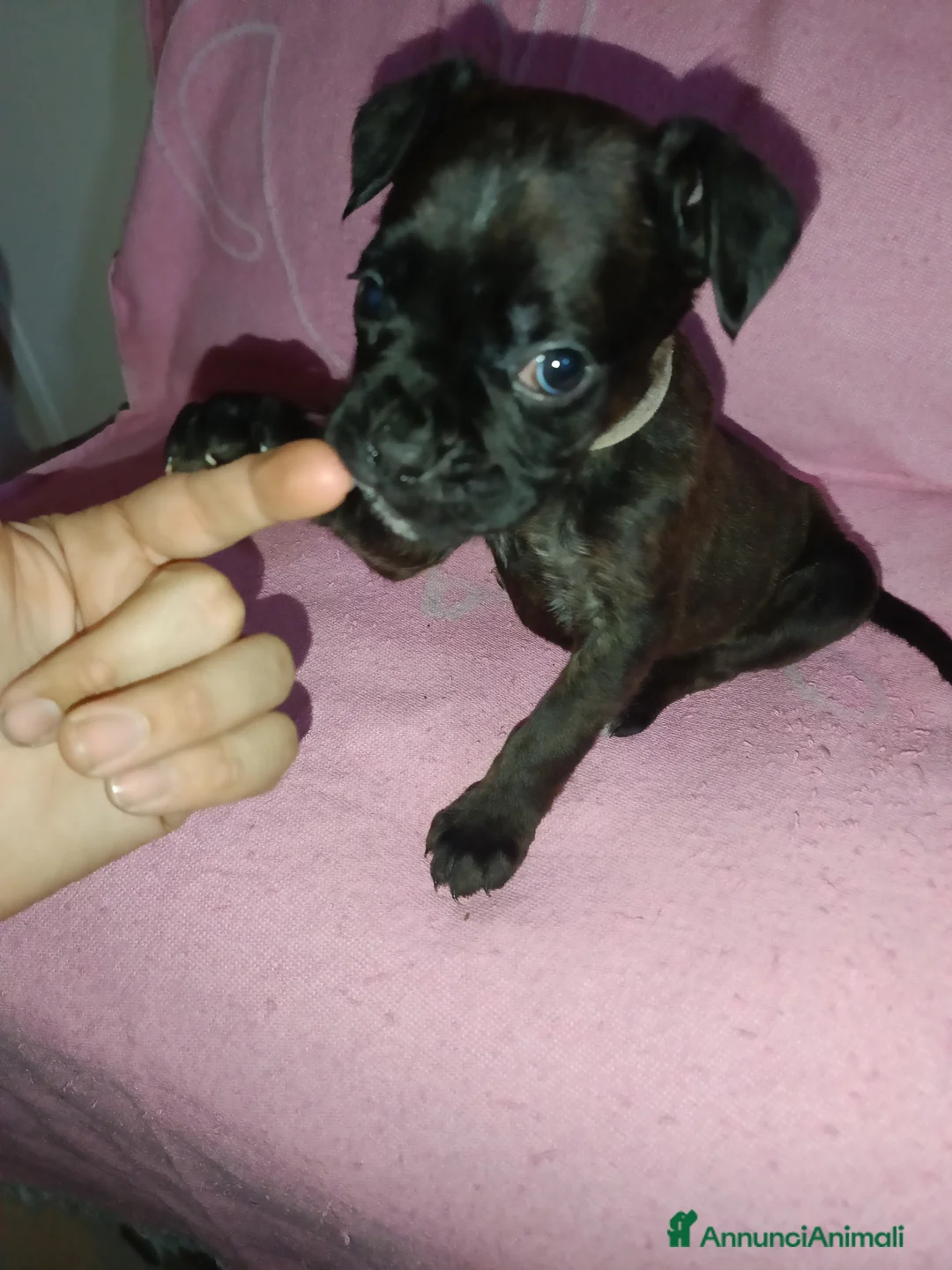 Boxer cani in vendita: Cuccioli di boxer - Annuncio 4