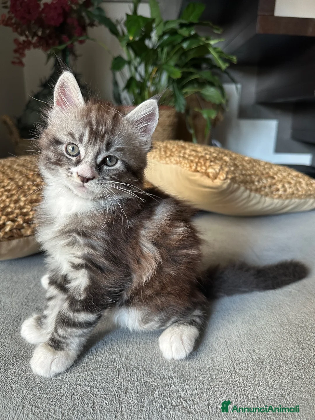 Maine Coon gatti in vendita: Vendita cuccioli Maine Coon con pedigree ANFI a Città metropolitana di Milano - Annuncio 13