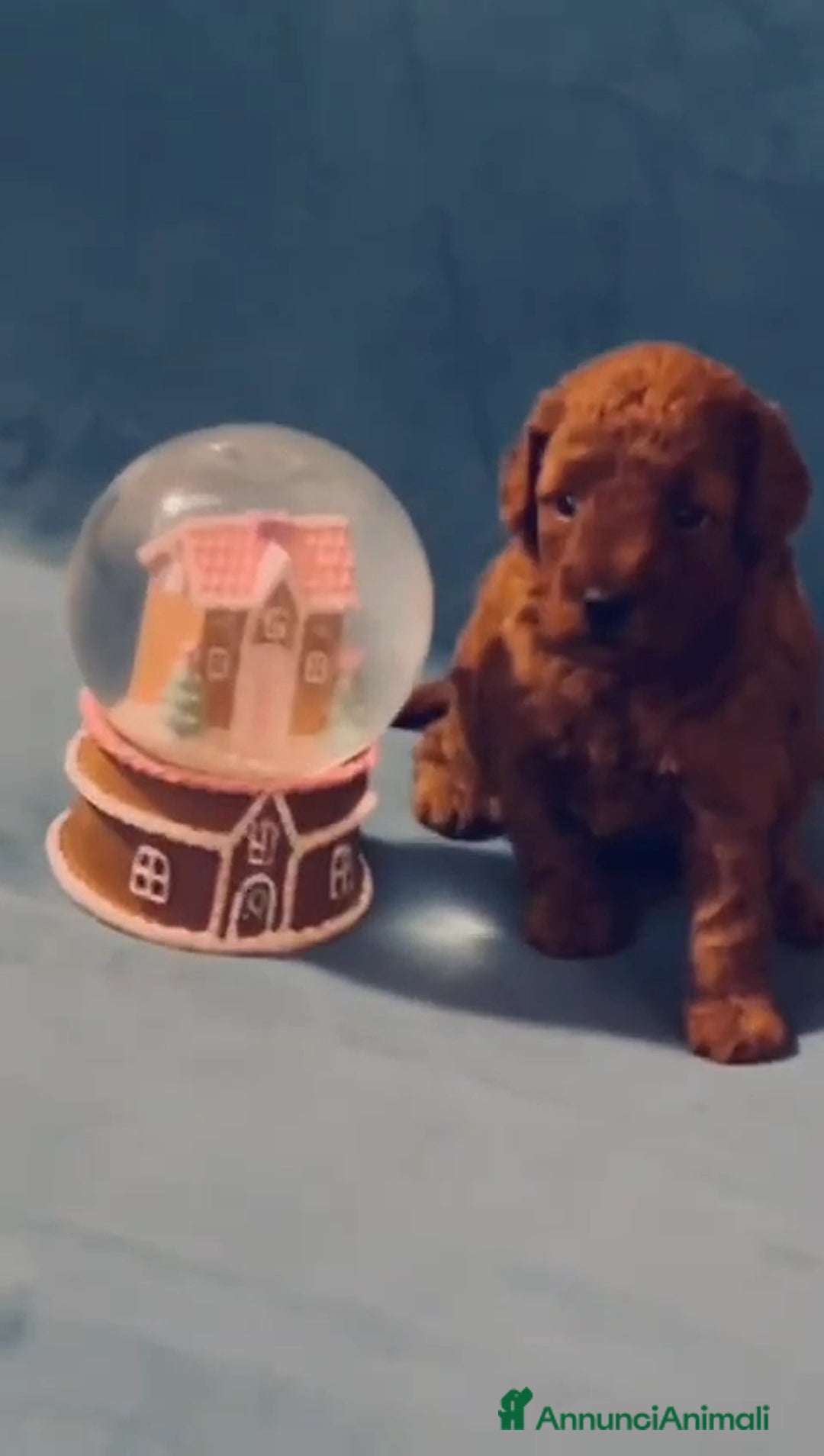 Barboncino Toy cani in vendita: femmina di barboncino toy red - Annuncio 2