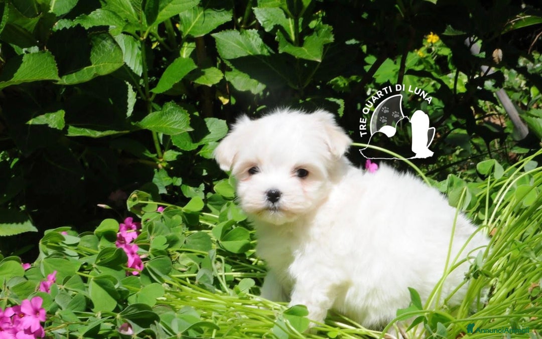 Maltese cani in vendita: Maltese Trequartidiluna - Annuncio 4