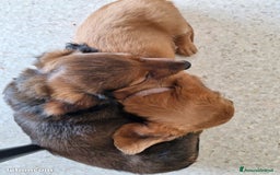 Bassotto cani in vendita: Cucciolo di Bassotto nano a pelo lungo a Città Metropolitana di Genova - Immagine 5
