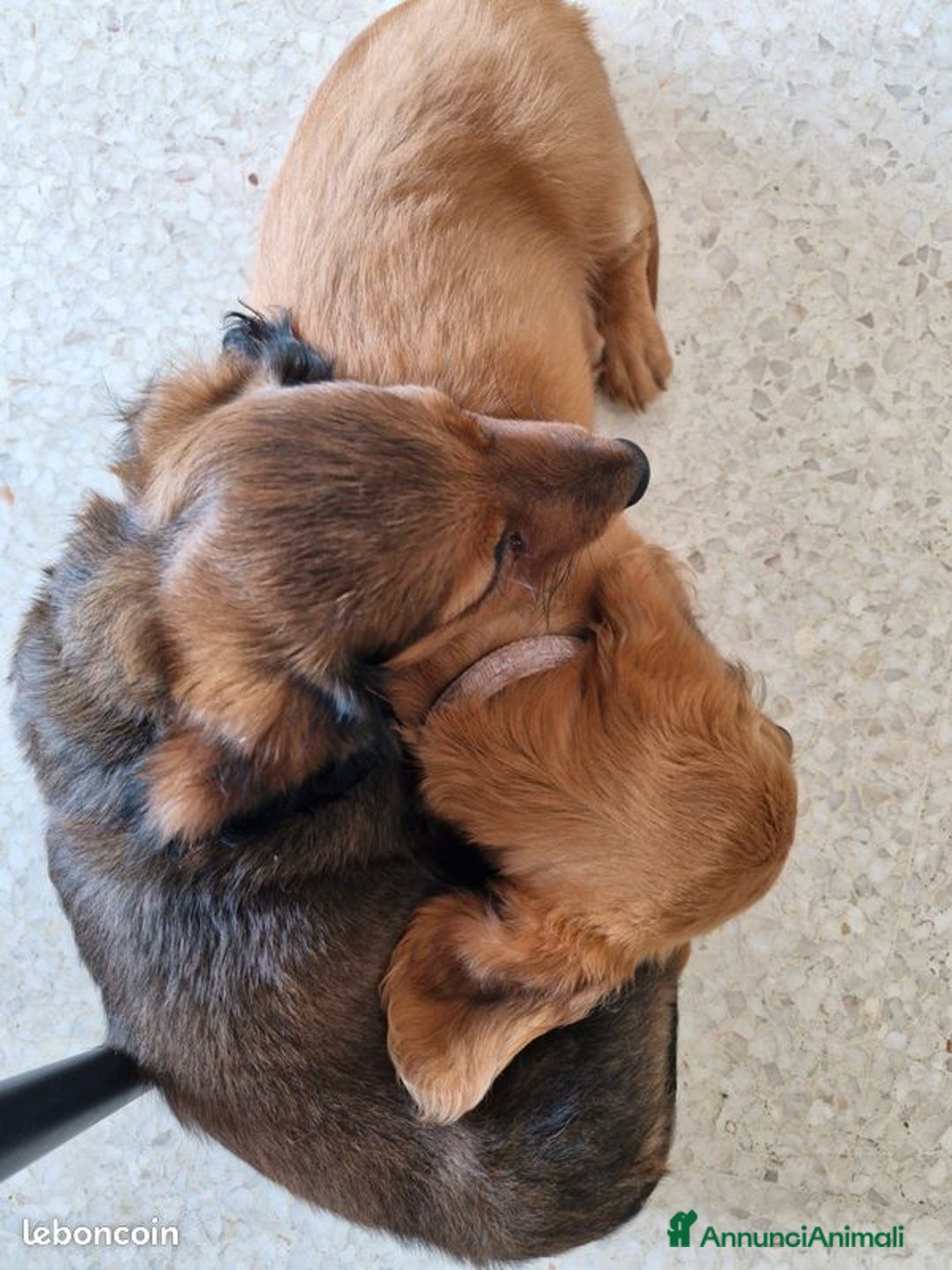 Bassotto cani in vendita: Cucciolo di Bassotto nano a pelo lungo a Città Metropolitana di Genova - Immagine 5