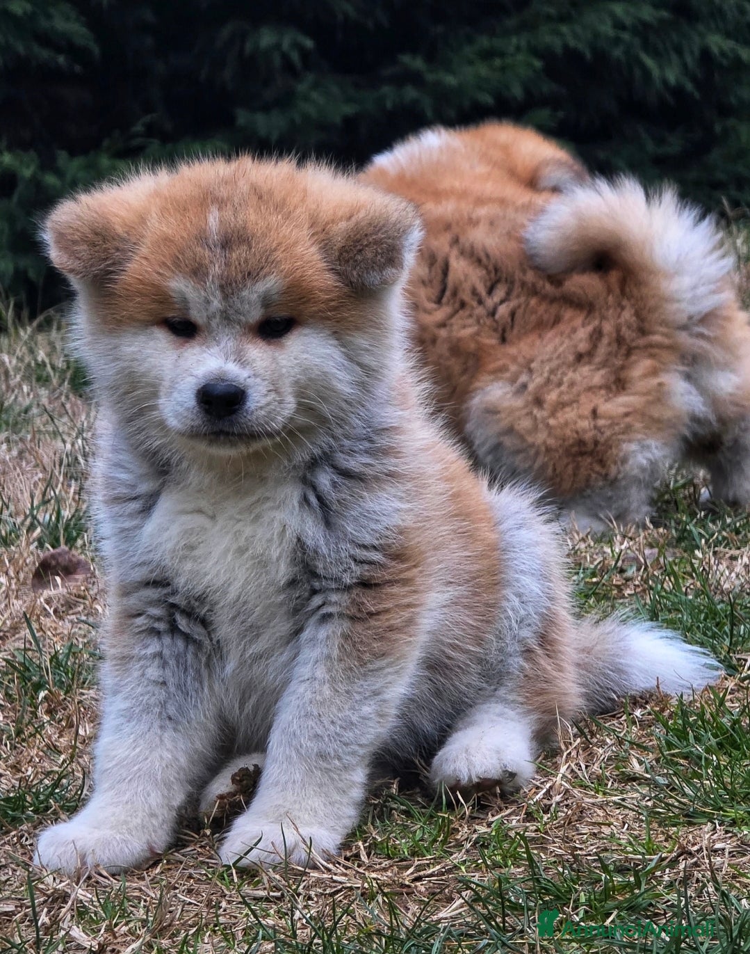 Akita Inu cani Cuccioli Akita Inu  - Annuncio 2