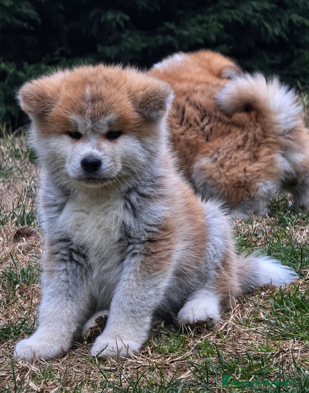 Akita Inu cani in vendita: Cuccioli Akita Inu  - Annuncio 2